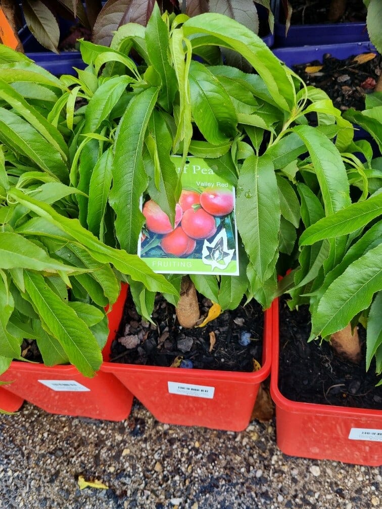 Prunus 'Valley Red' Peach (Super Dwarf)