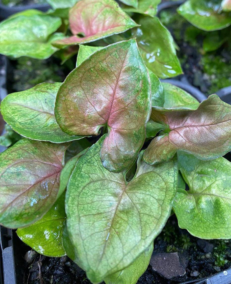 Syngonium 'Berries' 5" Pot
