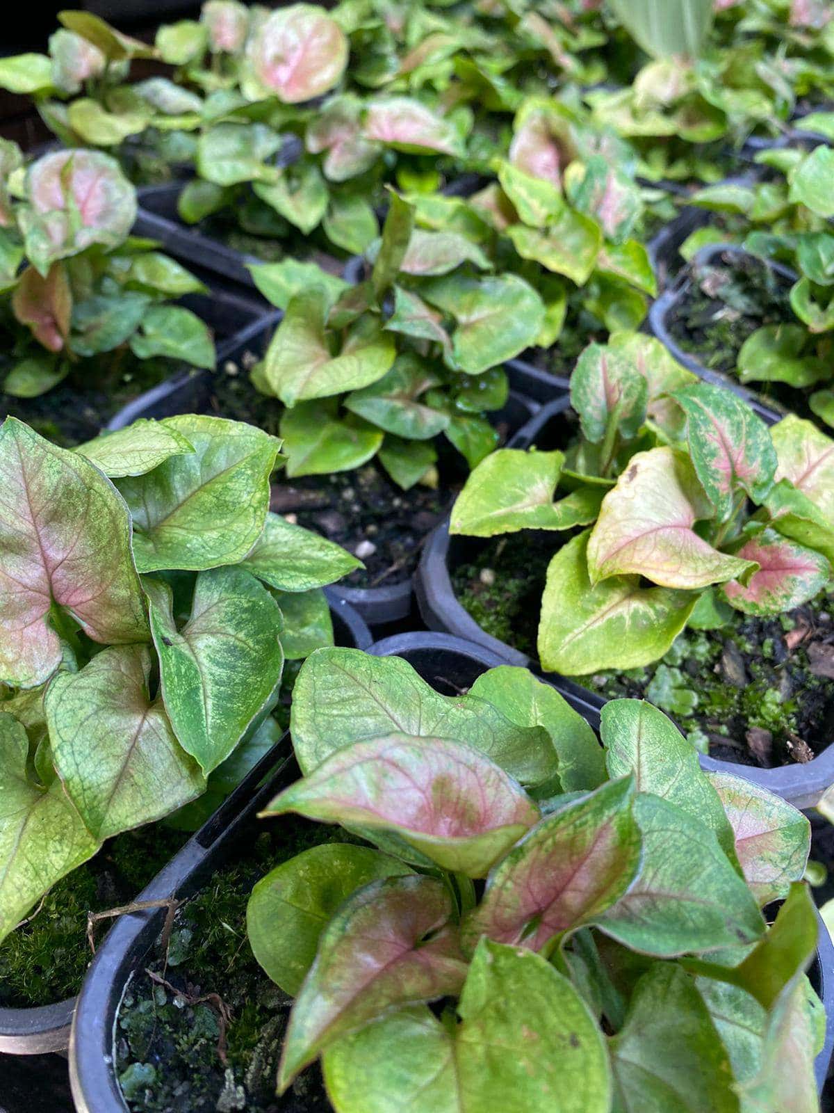 Syngonium 'Berries' 5" Pot