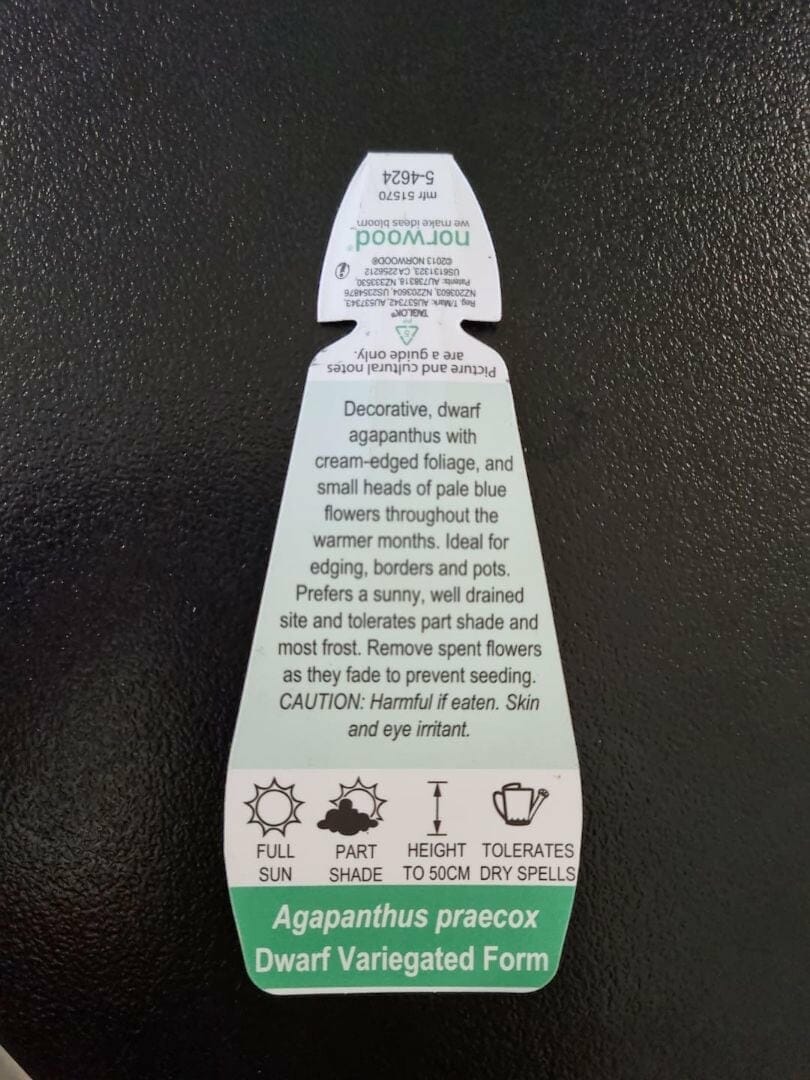 Agapanthus 'Variegated' Dwarf 6" Pot