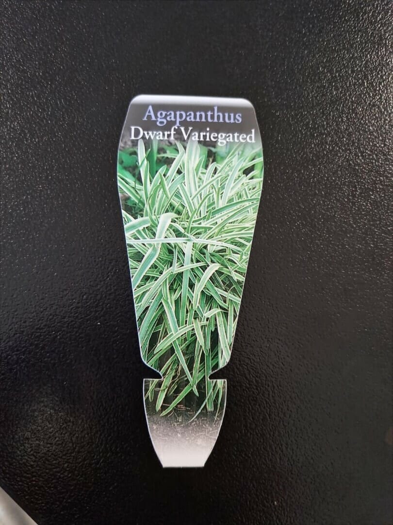 Agapanthus 'Variegated' Dwarf 6" Pot