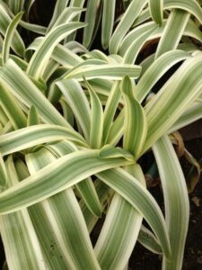 Close-up of the Agapanthus 'Variegated' Dwarf in a 6" pot, featuring green and white leaves arching over each other to form a dense, layered pattern.