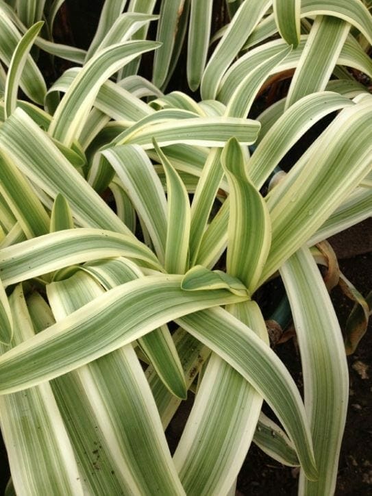 Close-up of the Agapanthus 'Variegated' Dwarf in a 6" pot, featuring green and white leaves arching over each other to form a dense, layered pattern.