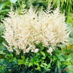 Astilbe 'White' in a 6" pot features elegant white blooms and fern-like green leaves, ideal for brightening your space or garden with fresh greenery.