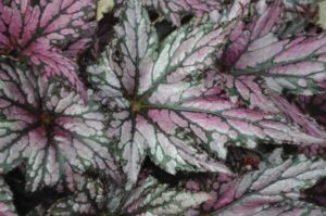 A close-up of Begonia 'Bewitched Pink' in a 5" pot displays its silver and pink variegated leaves, accented by dark green veins, flourishing beautifully.