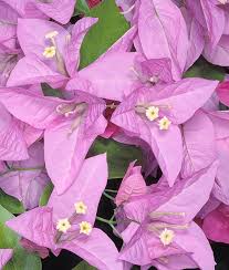 Close-up of Bougainvillea 'Rijnstar' in a 6" pot, showcasing vibrant pink blooms and lush green leaves softly fading into the background.