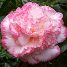 The Camellia japonica 'Margaret Davis' in a 6" pot flaunts ruffled pink and white petals against lush green leaves.