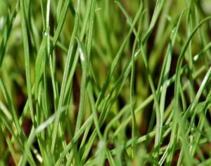 Close-up of fresh Cat Grass Plant 4" Pot blades growing densely, with a blurred background.