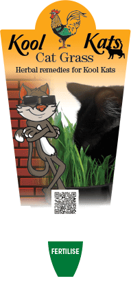Cat Grass Plant 4" Pot