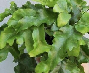 A close-up of the Nephrolepis 'Nicholas Diamond' Fern in a 5" pot highlights its broad, wavy-edged green leaves set against a light background.