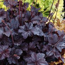 The dark purple foliage of the Heuchera 'Obsidian' Coral Bells, available in a 6" pot, features star-shaped leaves beautifully contrasted against lighter green leaves.