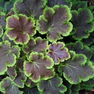 The Heuchera 'Solar Eclipse' Coral Bells in a 6" pot features green and purple ruffled leaves with visible veins, highlighted by a bright green outline, forming a dense cluster.