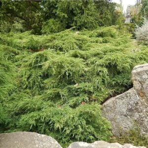 In a lush garden on the Gold Coast, dense green shrubs and leafy trees, including Juniperus x media 'Gold Coast' in an 8" pot, partially cover a large rock.