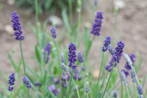Lavandula 'Ellagance Purple' Lavender in a 6" pot showcases vibrant purple flowers and lush green stems, flourishing beautifully in garden settings.