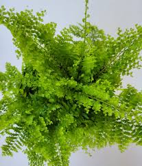 Top view of a lush Nephrolepis 'Cotton Candy' Fern in a 6" pot, featuring delicate, feathery green leaves against a plain white background.