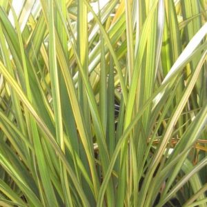 Close-up of pointed, green and yellow variegated leaves from Phormium 'Apricot Queen' Flax 6" Pot, displaying dense spiky foliage that fills the frame.