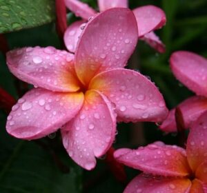 Close-up of Plumeria 'Common Pink' Frangipani in an 8" pot, displaying pink blooms with yellow centers covered in water droplets, surrounded by green leaves.