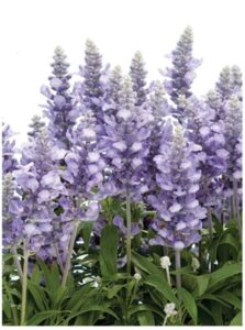 The Salvia 'Cathedral™ Sky Blue' in a 6" pot features tall purple flower spikes and lush green foliage.