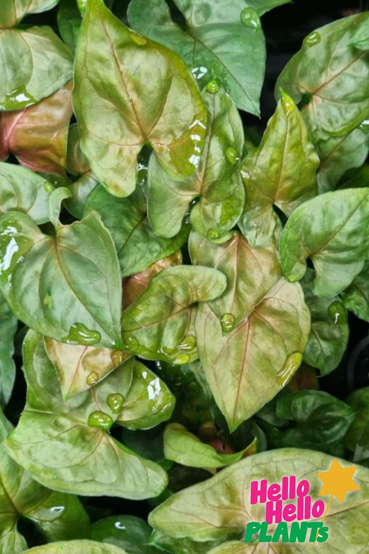 syngonium berries foliage