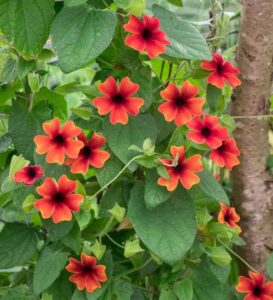 The vibrant Thunbergia 'Black Eyed Susan' Brownie hanging basket features orange and red flowers with dark centers, flourishing among green leaves by a tree trunk, creating a stunning tapestry.