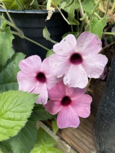 A Thunbergia 'Black Eyed Susan' Pink hanging basket, with light pink flowers and dark centers resembling Black Eyed Susans, blooms vibrantly amidst green leaves in a pot on a wooden surface, captivating with its simple charm.