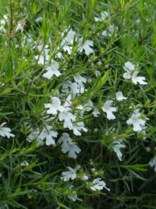 Westringia 'Snow Flurry' 6" Pot is a dense shrub with narrow green leaves and many small, white, five-petaled flowers scattered across the foliage.