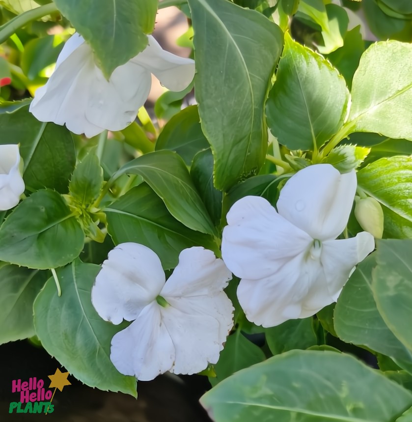 The Impatiens Mix in an 8" pot features vibrant white blooms and broad green leaves, thriving beautifully.