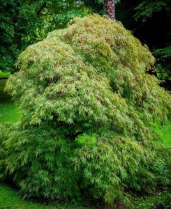 A dense, lush green Acer 'Esk Sunset' Variegated Sycamore Maple with cascading foliage stands prominently in a verdant garden setting.