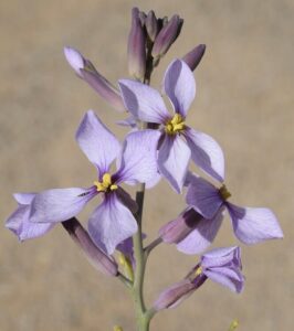 A close-up of Arthropodium 'Chocolate Lily' highlights its light purple flowers with yellow centers on a stem, set against a blurred background. Perfect for display in a 6" pot.
