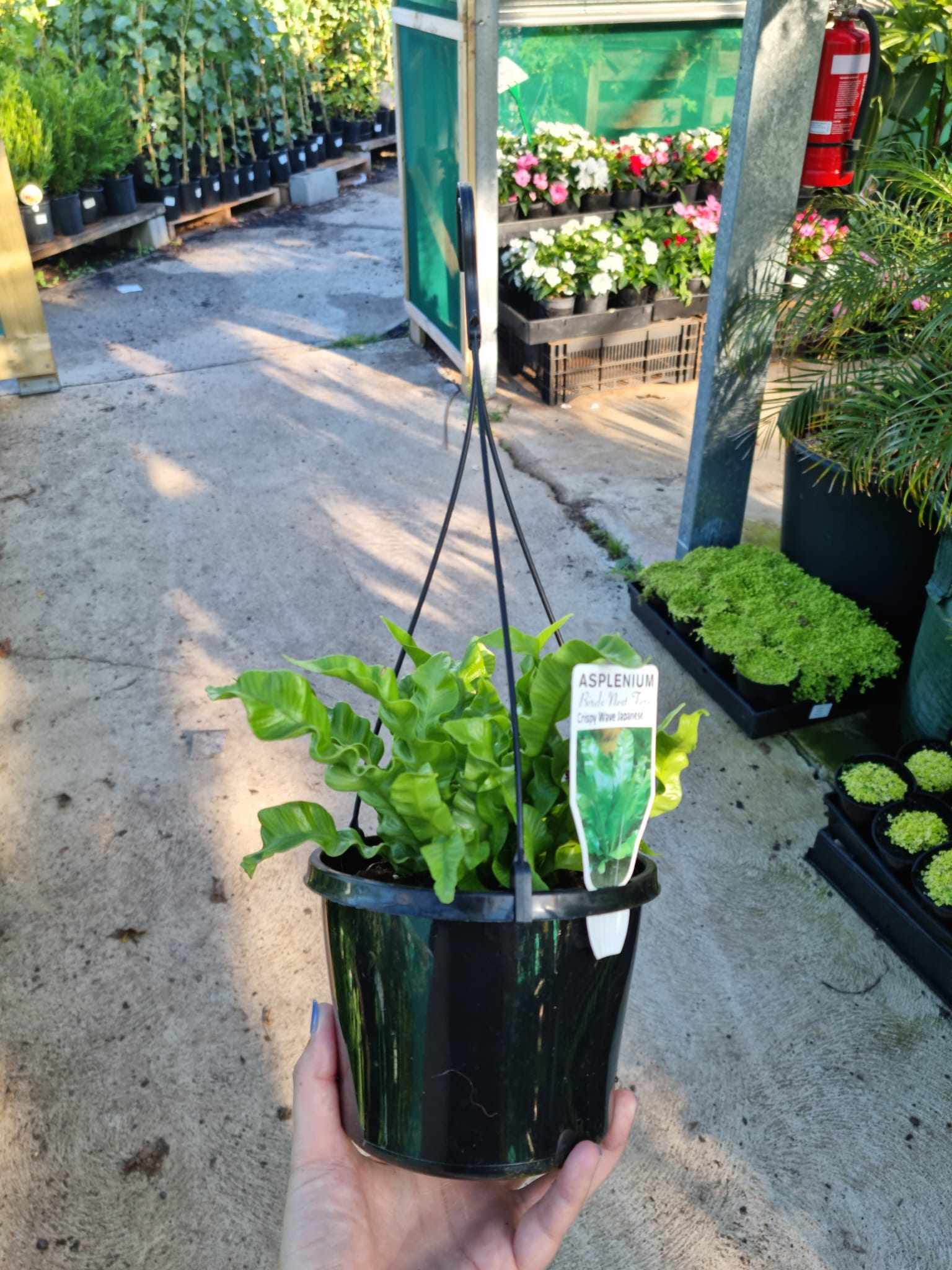 Asplenium nidus 'Crispy Wave' 6" Pot (Hanging Basket)