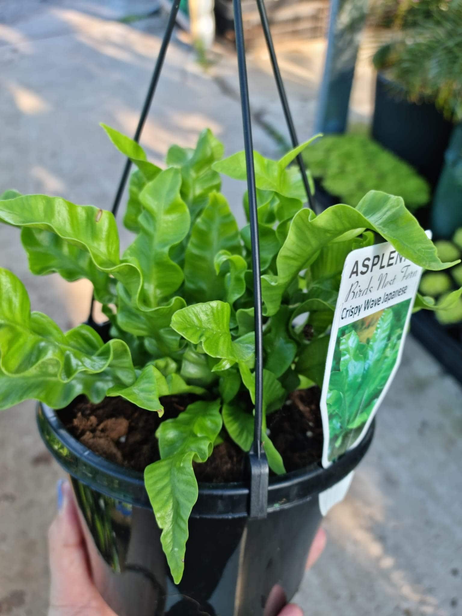 Asplenium nidus 'Crispy Wave' 6" Pot (Hanging Basket)