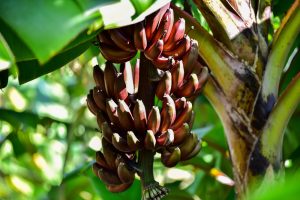 Banana 'Red Dacca' Dwarf 8" Pot