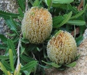 Banksia serrata pygmy possum 1