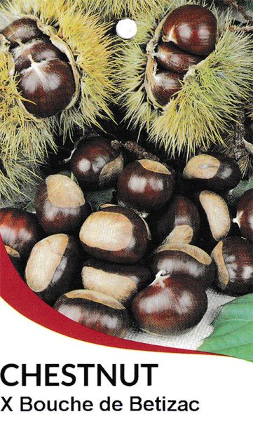 Castanea x Bouche de Betizac Chestnut Front