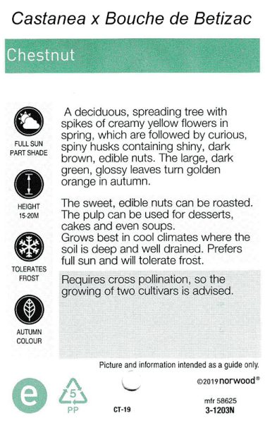 Castanea x Bouche de Betizac Chestnut Rear