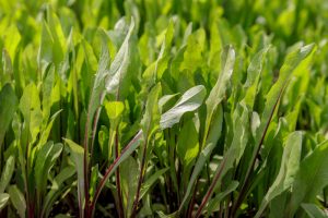 Chicory 'Red Rib' 4" Pot