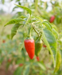 Capsicum 'Punjab' Chilli Pepper 4" Pot