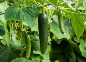 Cucumber 'Burpless' 4" Pot