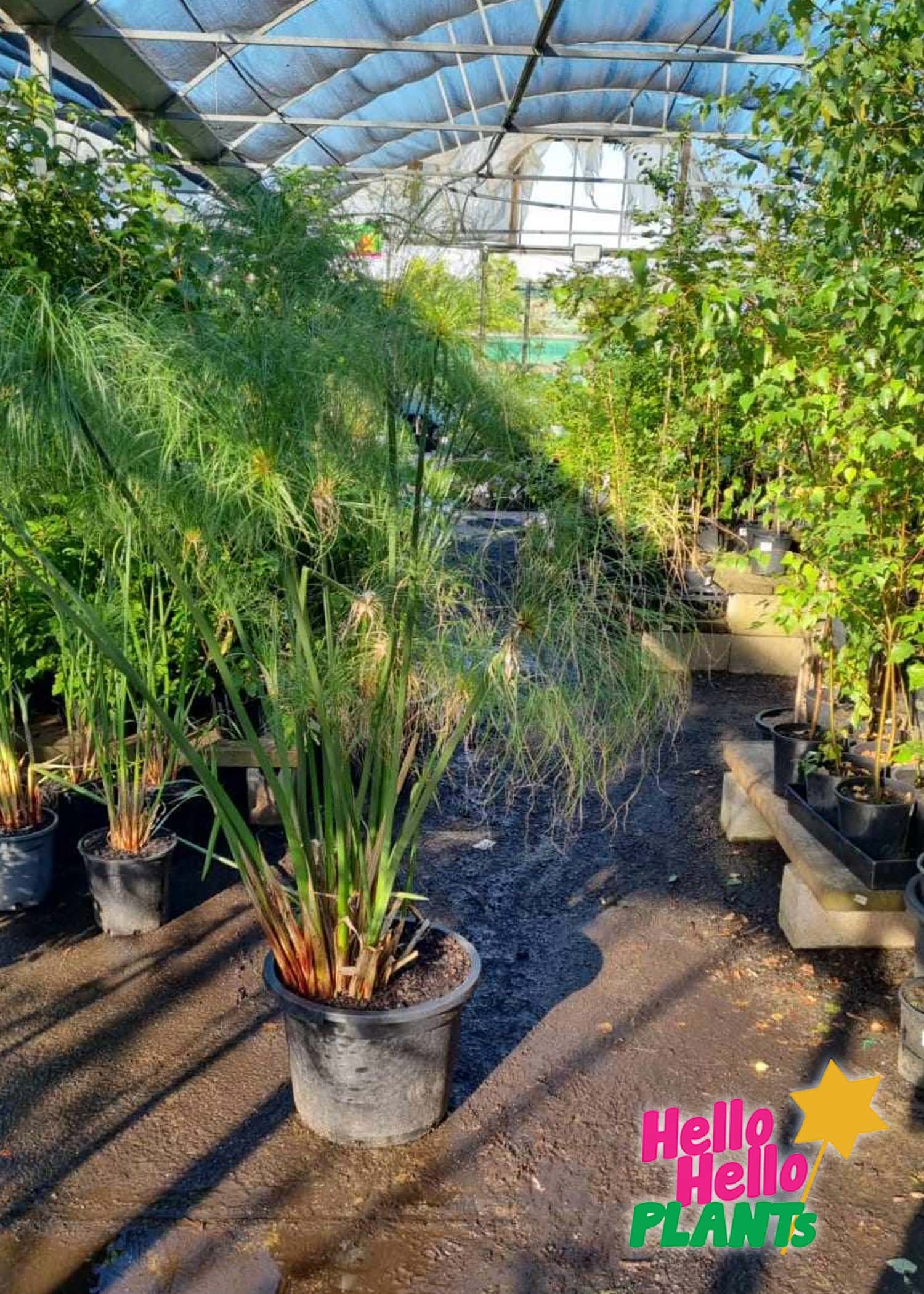 Cyperus 'Egyptian Papyrus' 12" Pot