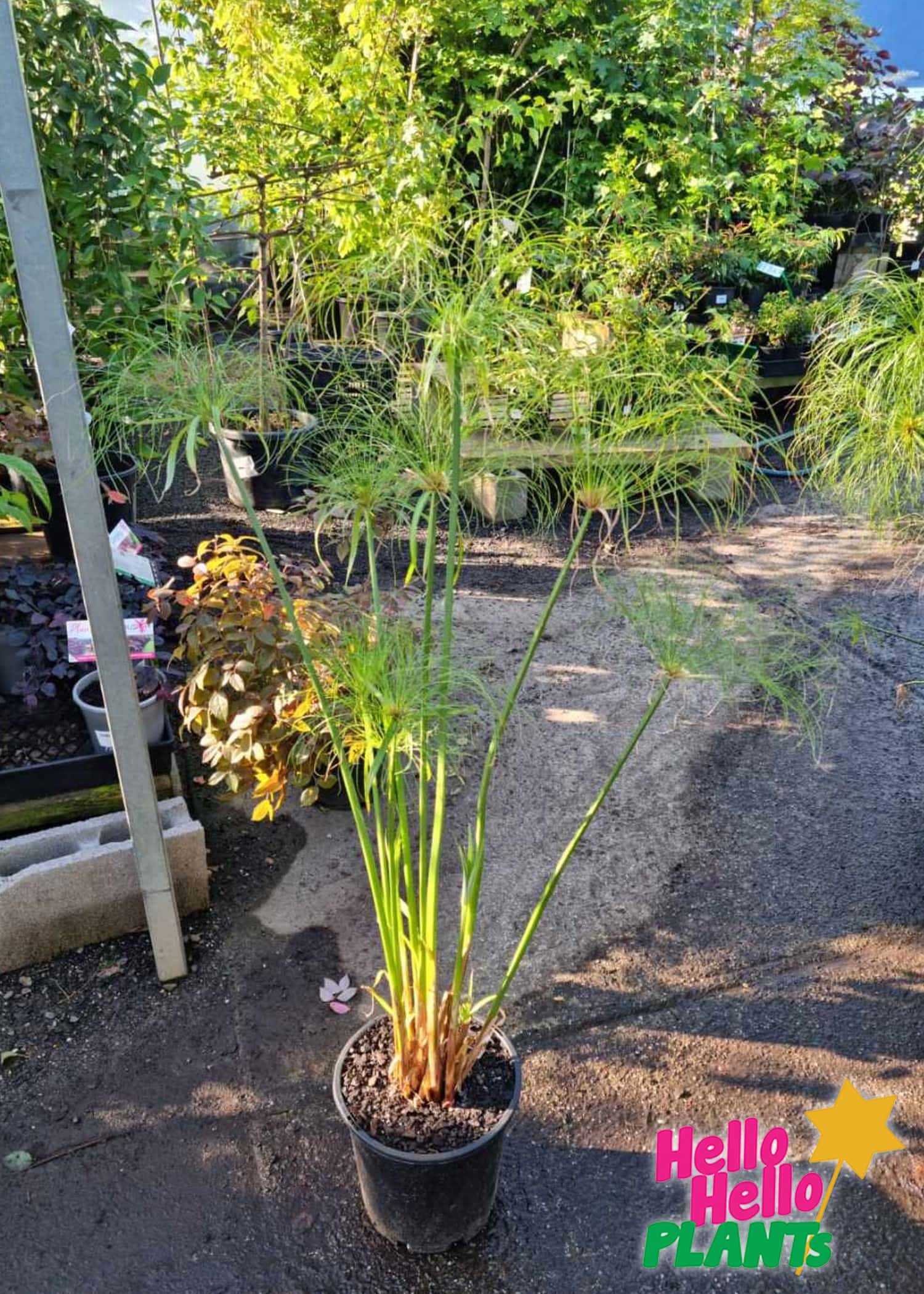 Cyperus 'Egyptian Papyrus' 8" Pot