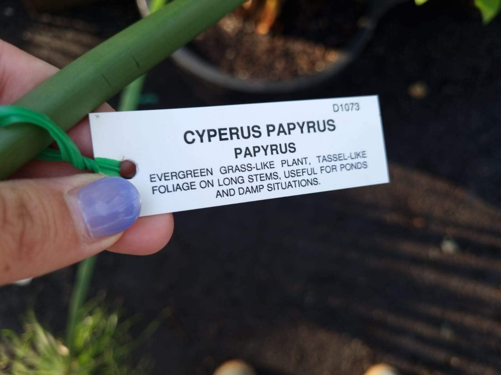 Cyperus 'Egyptian Papyrus' 12" Pot