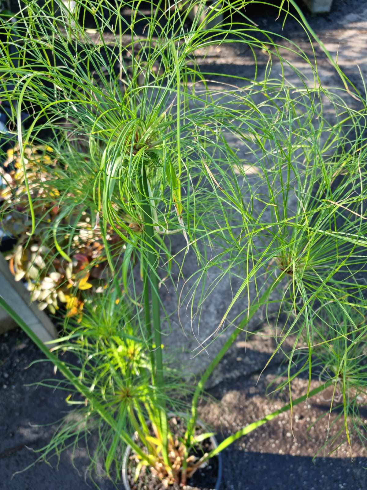 Cyperus 'Egyptian Papyrus' 12" Pot