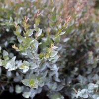 Eucalyptus latens 'Moon Lagoon'1