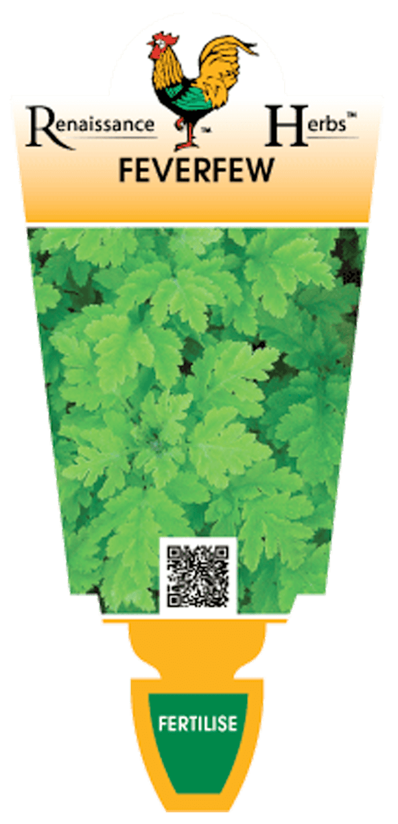 Feverfew (Chrysanthemum Parthenium)