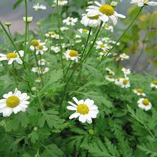 Feverfew (Tanacetum parthenium)