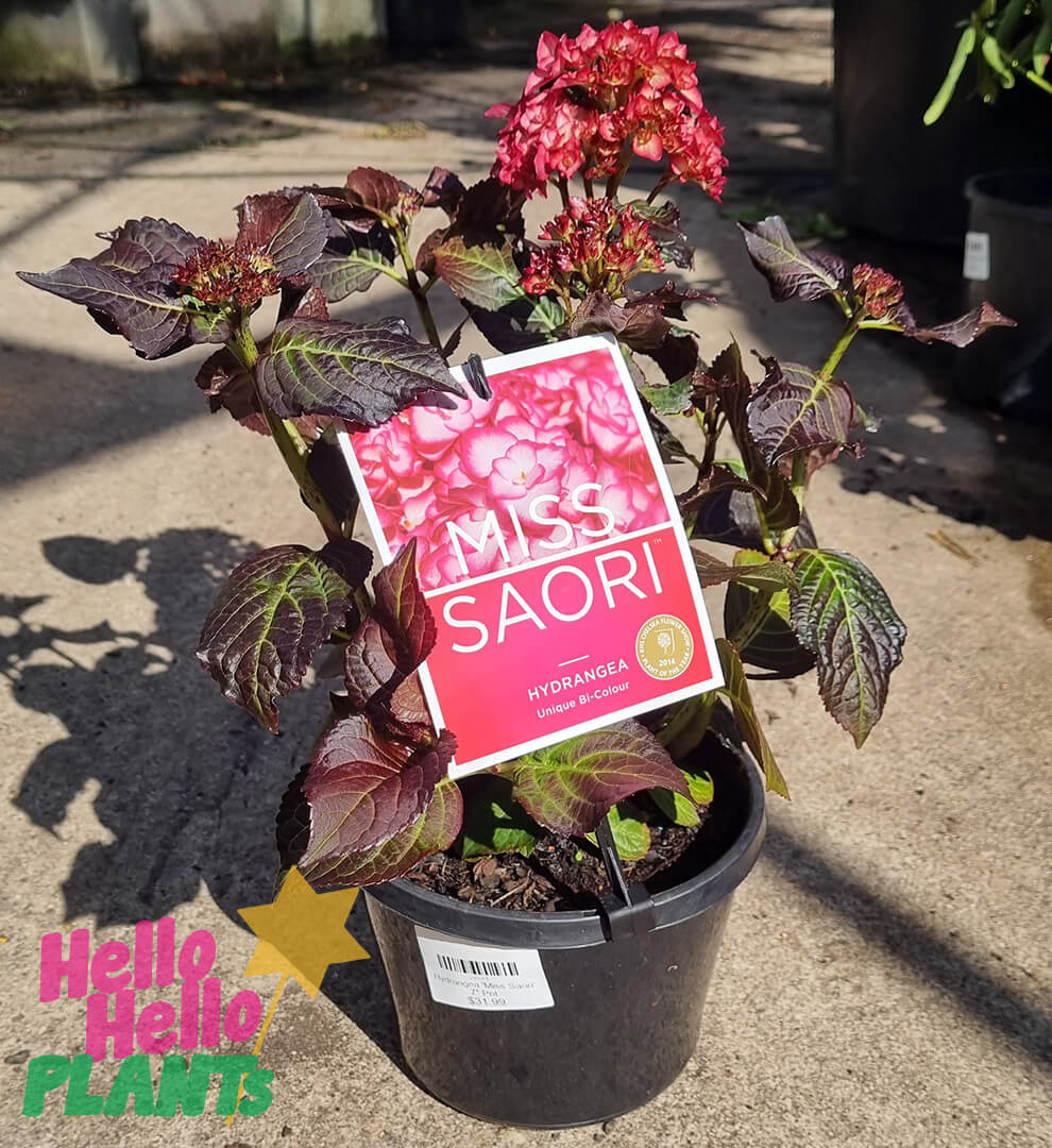 Hydrangea 'Miss Saori' 7" Pot