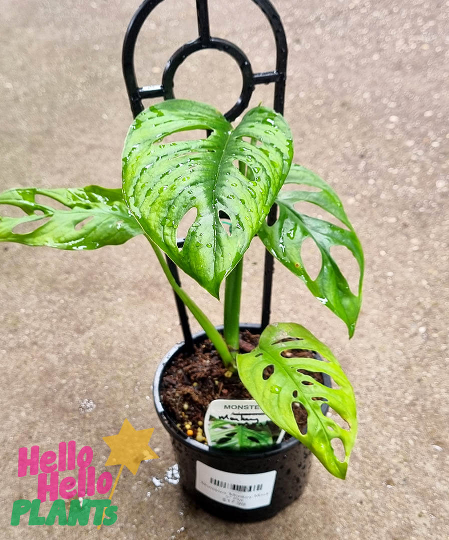 Monstera 'Monkey Mask' 5" Pot