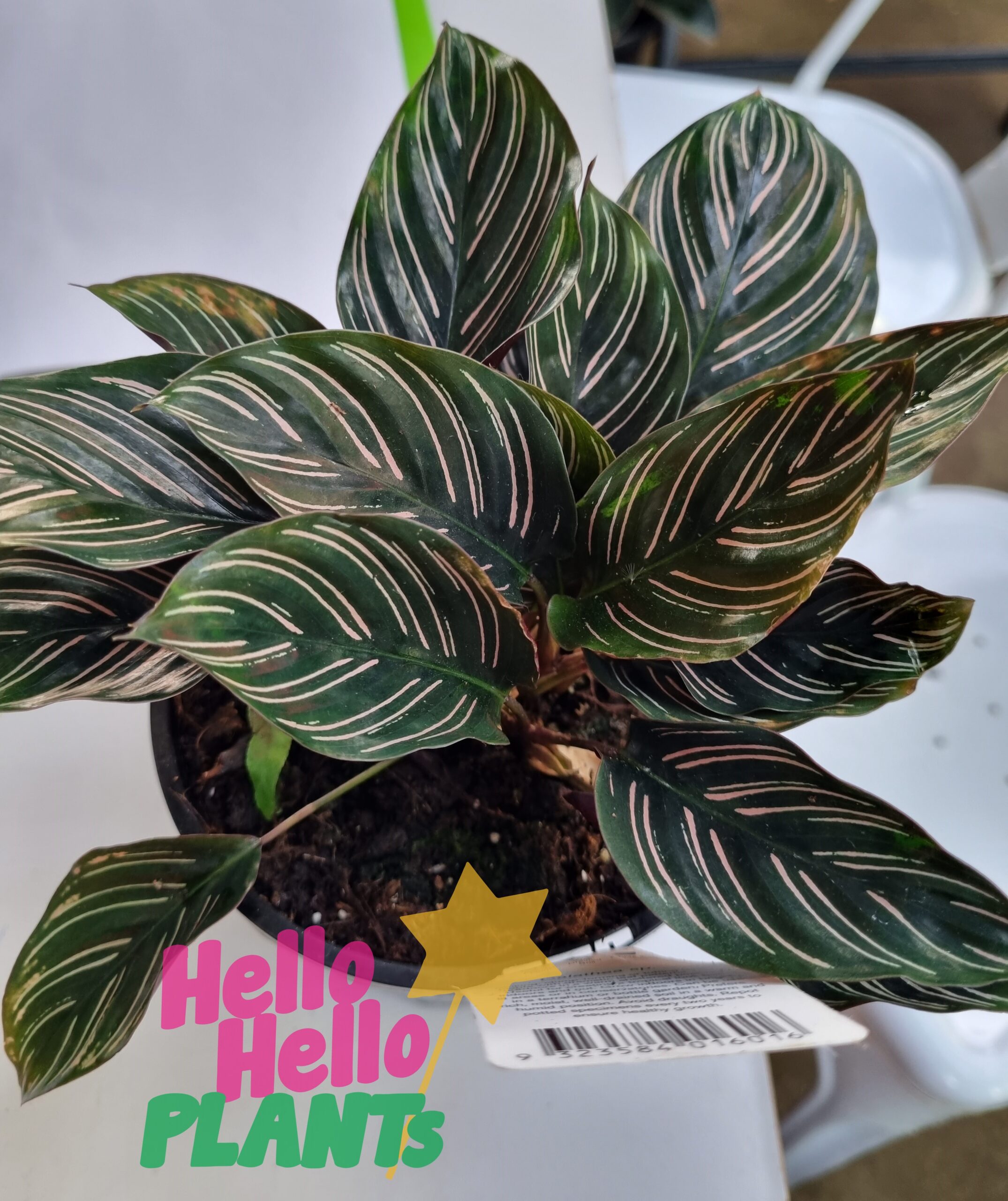 Calathea 'Pinstripe Plant' 5" Pot
