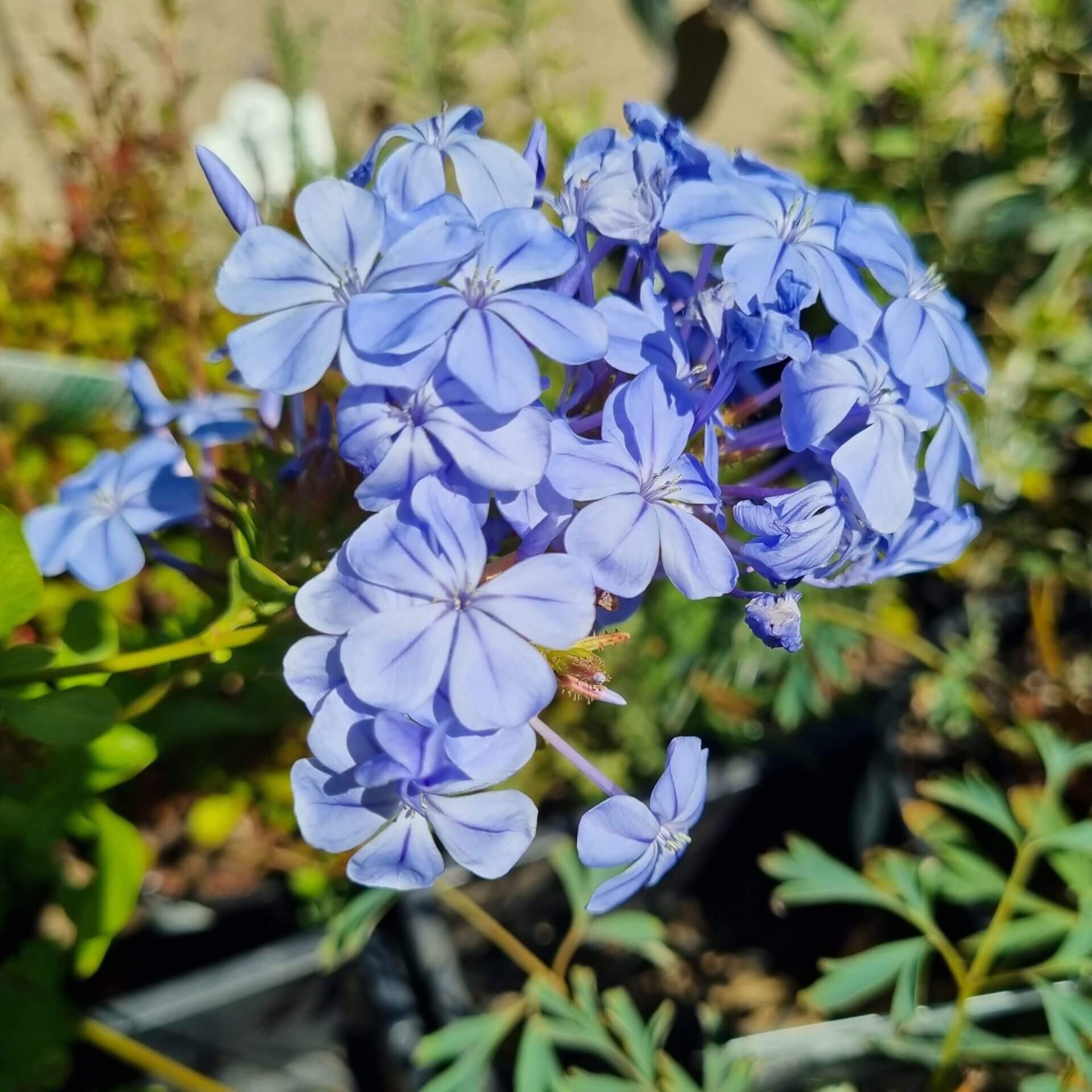 Plumbago auriculata 'Cape Plumbago'