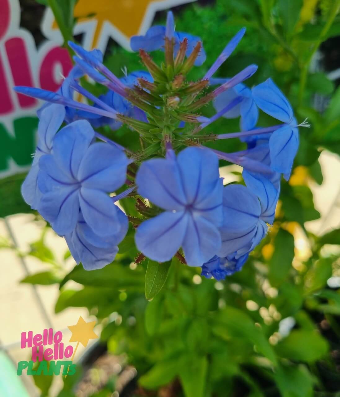 Plumbago auriculata 'Cape Plumbago'